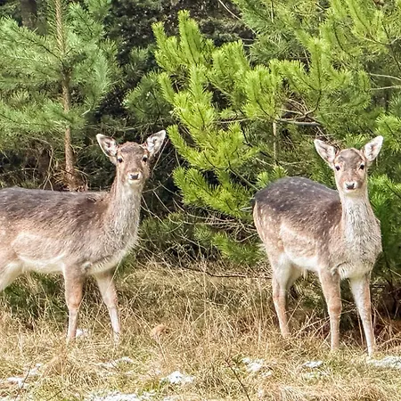 Gorgeous In With Sauna * Blåvand
