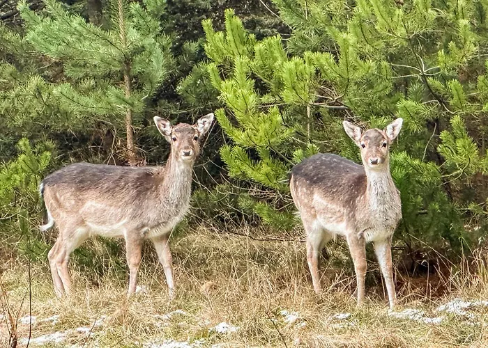 Gorgeous In With Sauna * ブラーバンド